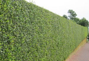 Hedge Cutting N5